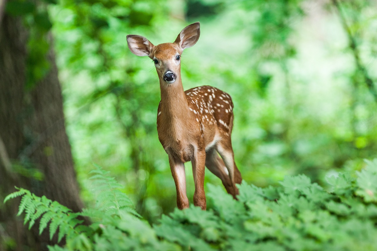 Coexisting with Wildlife: Reducing Conflicts and Building Harmony